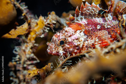 Photos Close up of a southern red scorpionfish (Scorpaena papillosa) resting camouflage