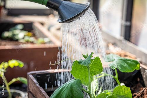 Watering Young Cucumber Plants With Garden Watering Can in Greenhouse