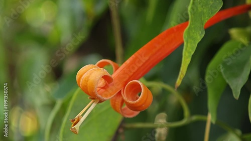Orange Pyrostegia Venusta Flowers in Garden.