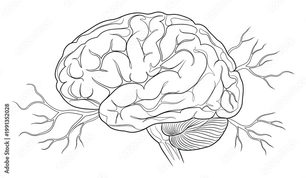 Fototapeta premium Human brain outline drawing with intricate branching nerves representing the complex central nervous system for medical and educational purposes