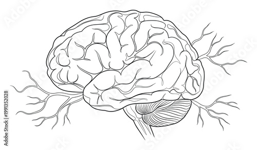 Human brain outline drawing with intricate branching nerves representing the complex central nervous system for medical and educational purposes
