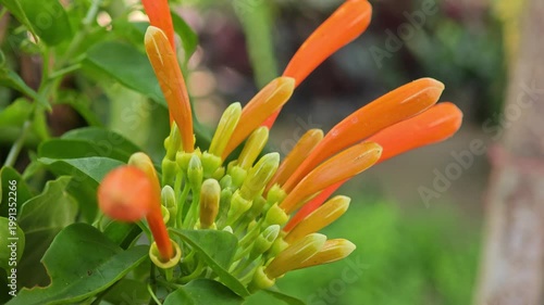 Orange Pyrostegia Venusta Flowers in Garden.