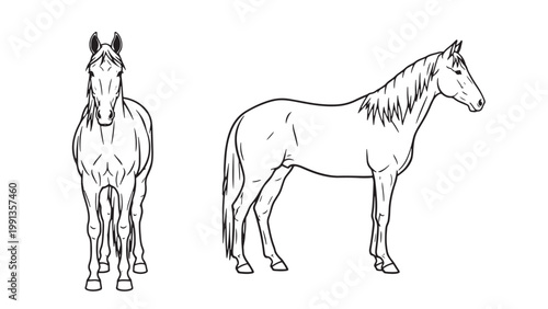 Detailed black and white line art illustration of a majestic horse in both front and side views, perfect for equestrian designs and animal studies.