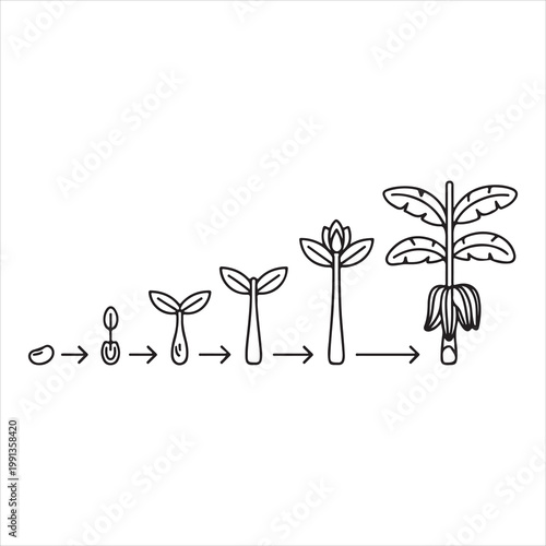 The life cycle of a plant from seed to maturity