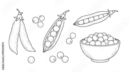 Hand drawn peas in pods and bowl legume food