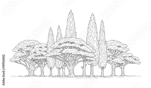 Stylized line of diverse trees including acacia and cypress nature outline forest