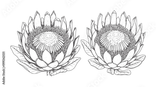 Two line king protea flowers white floral botanical