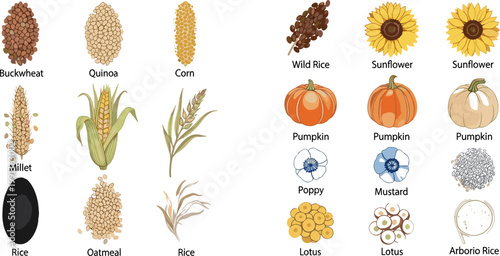 Detailed Grain and Seed Collection Set with Buckwheat Quinoa Corn Sunflower Pumpkin Poppy Lotus and Rice for Food Design
