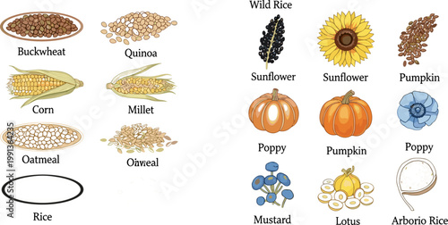 Detailed Seed and Grain Collection Set with Sunflower Flax Pumpkin Chia Poppy Mustard Rapeseed and Legume for Food Design