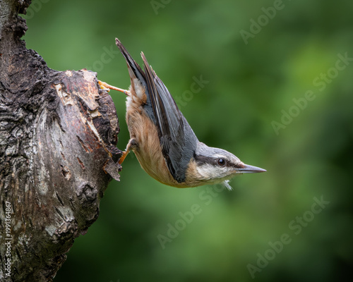 Foto Dynamic wildlife image of a Eurasian nuthatch clinging upside down to a tree trunk in a natural woodland setting