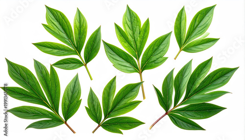 Fresh Peony Leaves Isolated on White Background for Natural Designs