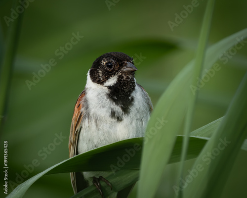Slika na platnu Close up wildlife portrait of a male reed bunting partially hidden among green reed leaves in a wetland habitat