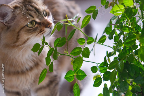 Cute tabby cat playing with green potted houseplant. Kitten smelling home plants. Funny Pampered Pets. Animals behavior