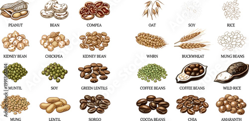 Detailed Legume and Grain Collection Set with Peanut Chickpea Lentil Mung Bean Wheat Oat Rice Coffee and Chia for Food Design