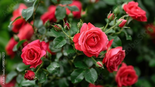 Blooming Cluster of Red Roses with Rich Green Leaves
