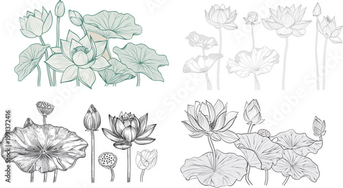 Detailed lotus outline sometimes includes seed pod and leaves botanical floral vector illustration elegant line art minimal nature design