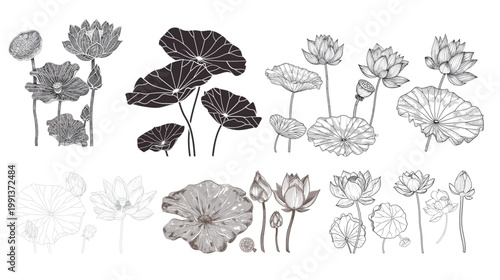 Detailed lotus outline sometimes includes seed pod and leaves botanical floral vector illustration elegant line art minimal nature design