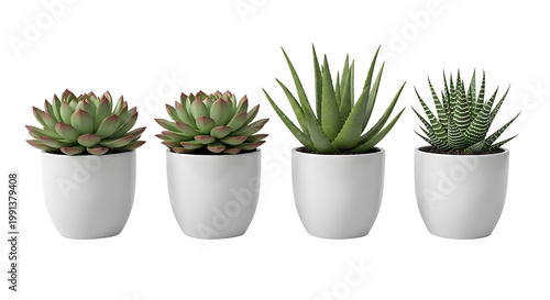 Four small green potted succulents in white ceramic pots on a clean white background, showcasing various plant textures.