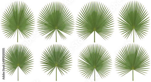 Eight green fan palm leaves with varying shapes and segmentation on a white background.