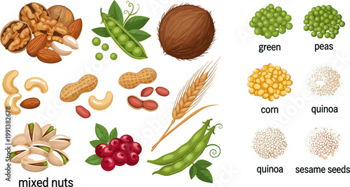 Mixed Nuts Seeds and Legumes Collection Set with Walnut Cashew Pistachio Peanut Coconut Pea Corn Quinoa for Food Design