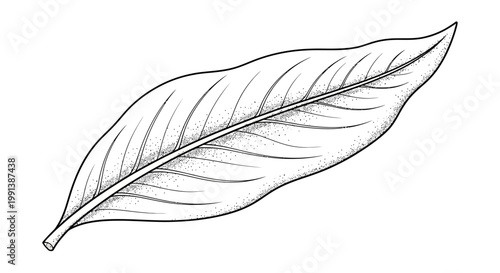 Photos Detailed illustration of a single leaf.
