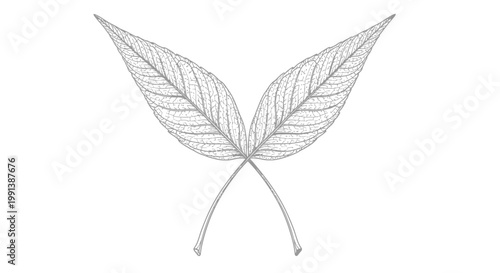Fotografía Detailed illustration of two leaves.