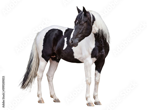 Billede på lærred Majestic black and white pinto horse with a striking patterned coat, captured in a full-length studio photograph
