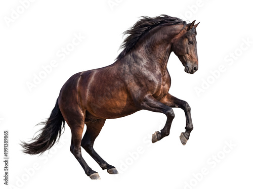 Bild auf Leinwand Powerful photograph of a majestic brown horse rearing up on its hind legs, with flowing mane and tail