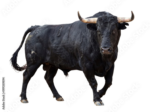 Quadro su tela Fierce and muscular black bull with large horns, captured in a dynamic pose