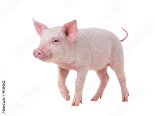 Billede på lærred Adorable healthy young pink piglet with a cute snout and curly tail standing on a transparent background, side view