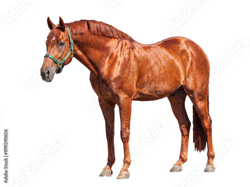 Obraz na plátne Beautiful chestnut horse portrait, standing gracefully with a green halter, isolated on a transparent background