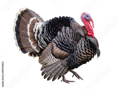 Obraz na plátně Realistic photograph of a majestic wild male turkey showing detailed plumage, isolated on a transparent background