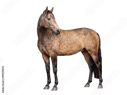 Beautiful dapple gray horse with a stunning coat, showcasing its strength and calm demeanor.