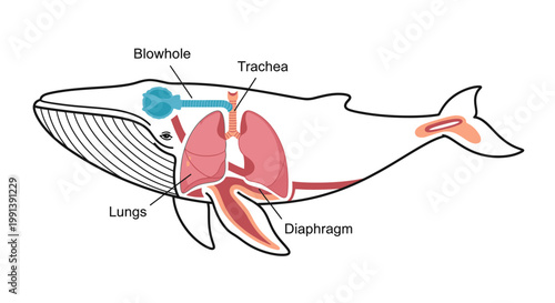 Anatomy of a Whale Respiratory System Diagram.