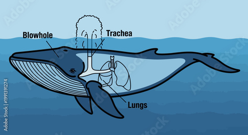 Anatomy of a Whale Respiratory System with Blowhole Trachea and Lungs.