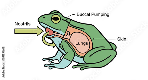 Detailed Diagram of Frog Respiration and Buccal Pumping Mechanism.