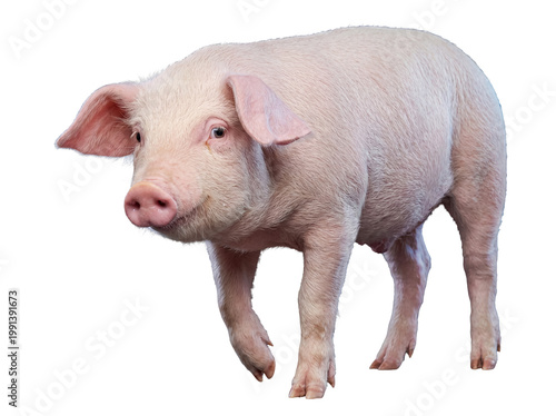 Fotografi A delightful pink piglet looks forward with a gentle expression, highlighting its soft features
