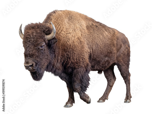 Schilderij op canvas Majestic American bison with powerful build and shaggy brown fur, standing confidently on a transparent background