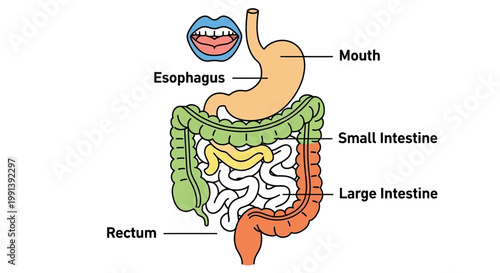 Detailed Diagram of the Human Digestive System Anatomy.