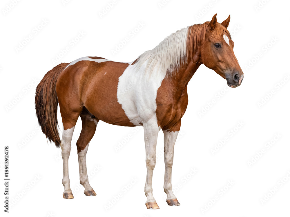 Obraz premium Majestic American paint horse with distinctive brown and white markings.