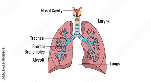 Detailed Diagram of the Human Respiratory System Anatomy.