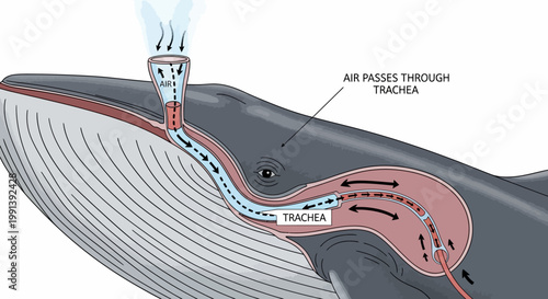 Detailed Diagram of Whale Respiration System and Blowhole Function.