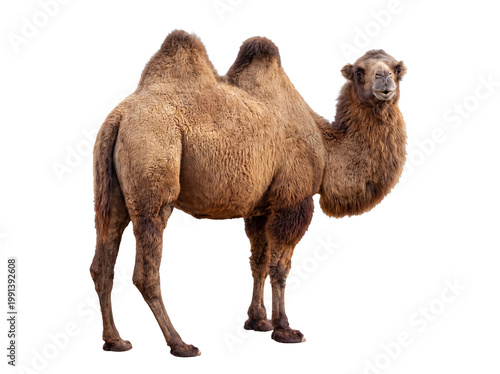Slika na platnu Engaging portrait of a magnificent Bactrian camel with two humps.