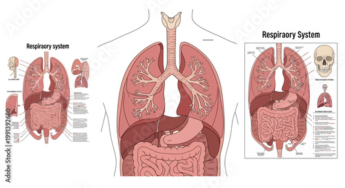 Detailed Human Respiratory System Anatomy Diagram.