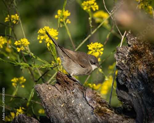 Fotografie Common whitethroat (Curruca communis), known in Dutch as braamsluiper, perched on weathered wood among yellow wildflowers
