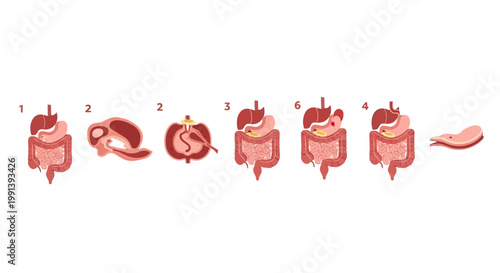 Human Digestive System Anatomy with Intestines and Organs.