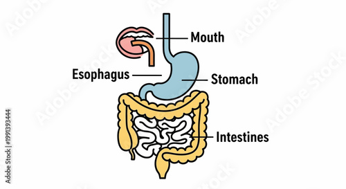 Human Digestive System Diagram with Labeled Organs.