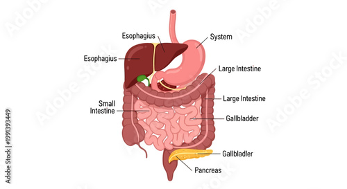 Human Digestive System Anatomy with Labeled Organs.
