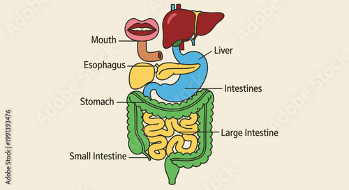 Human Digestive System Diagram with Labeled Organs.