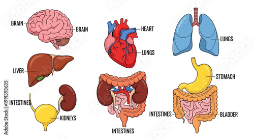 Human Internal Organs Diagram with Labels for Medical Education.